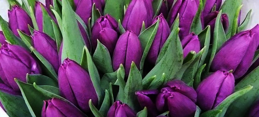 Тюльпаны оптом и в розницу