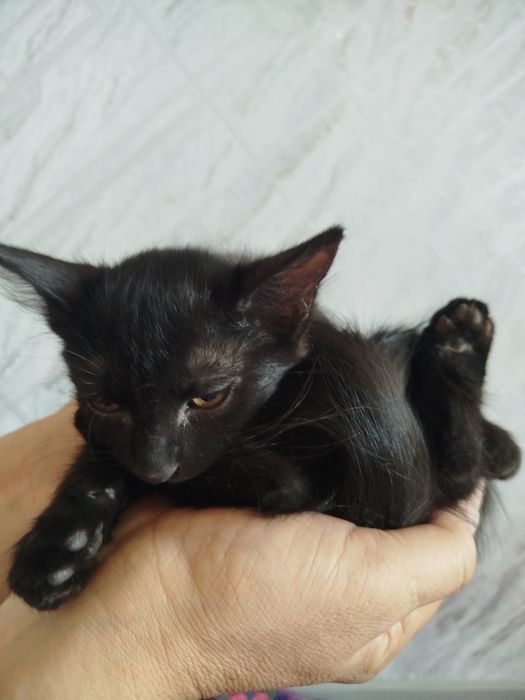 Отдам даром котят в хорошие руки