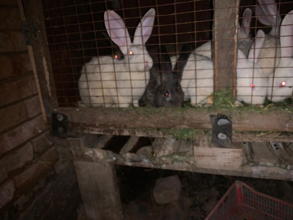 Кролики крольчат