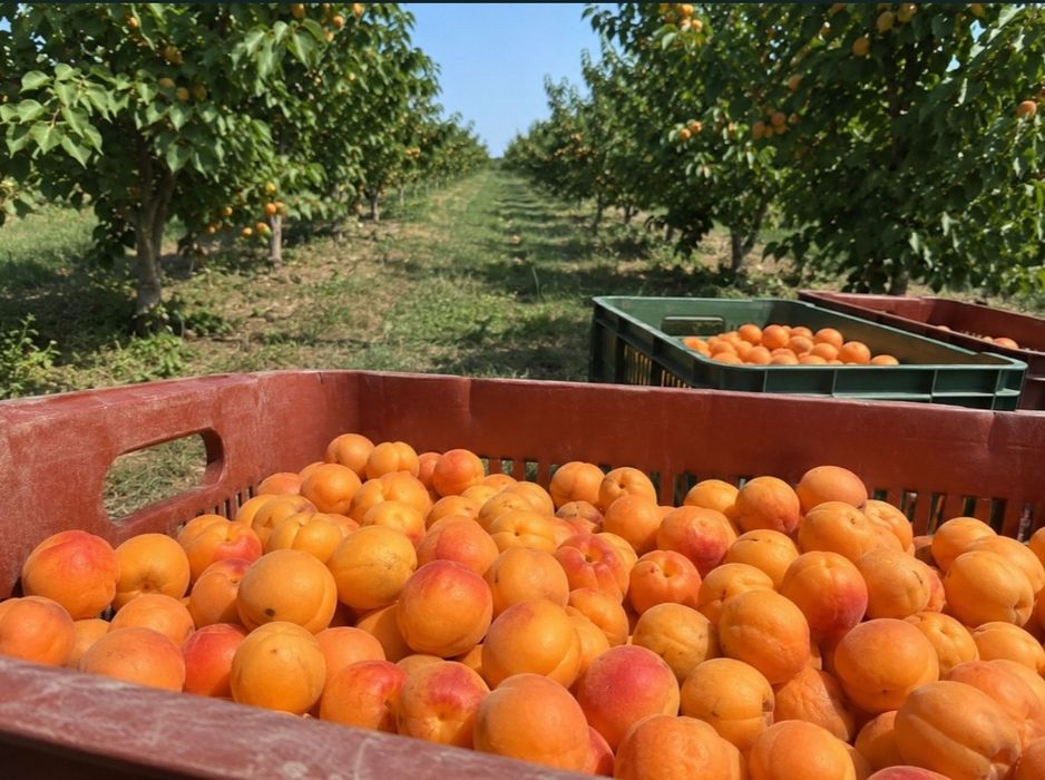 Caise selecționate cu grijă pentru țuică sau pălincă preț de producător!