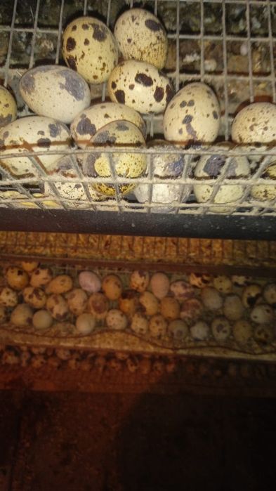 Продам перепелов несушек