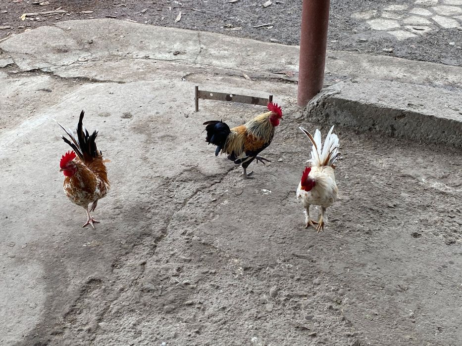 Schimb cocoșei cu fazani