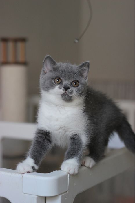 Британский котенок