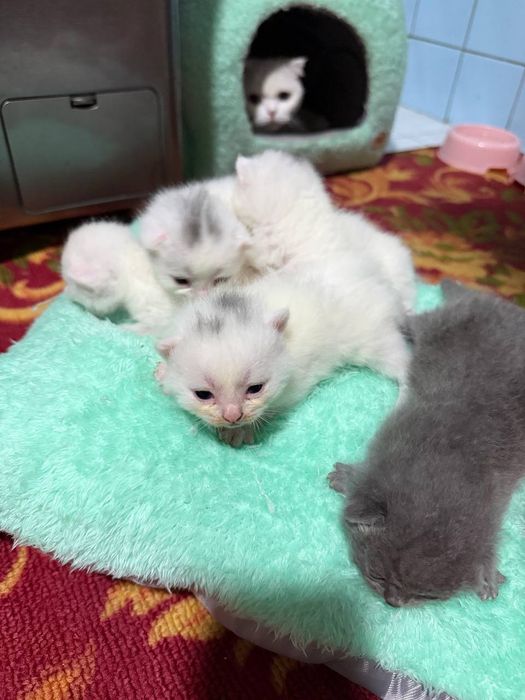 Продается Кошка с котятами