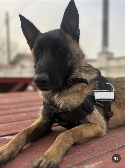 Малинуа Бельгийская овчарка