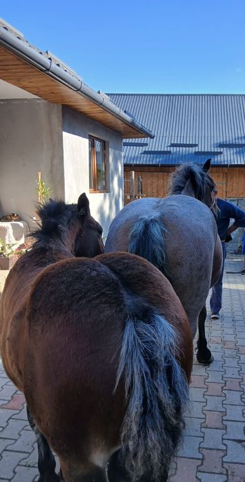 Vând mânz  de 4 luni