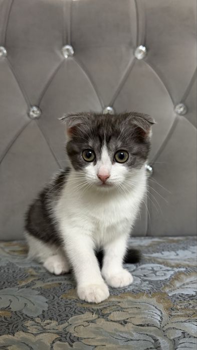 Вислоухий котенок