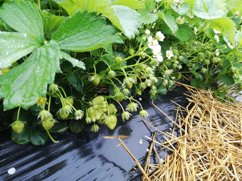 Stoloni capsuni albion si diverse soiuri unifere,elsanta