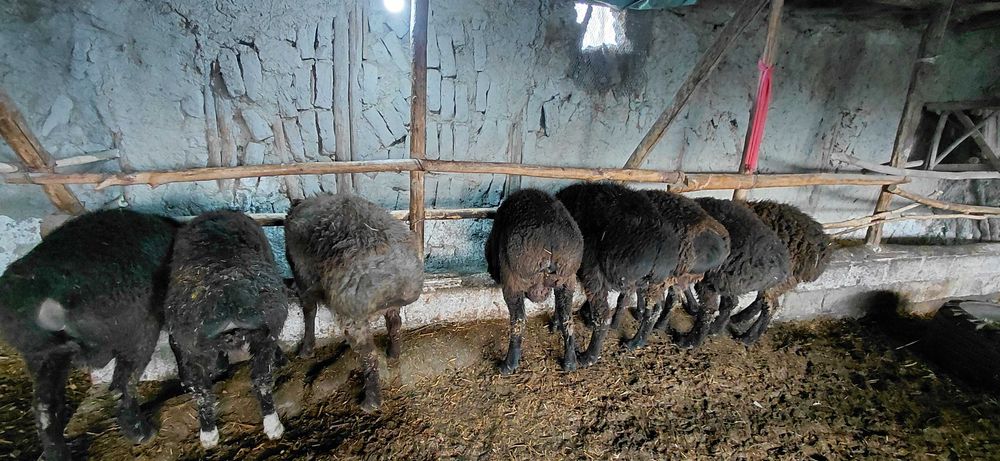 8 дона 1 ёшли местный ҳисори боқма қўчқорлар