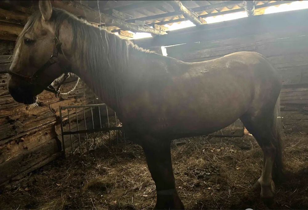 Продам жеребца. Находится в районе