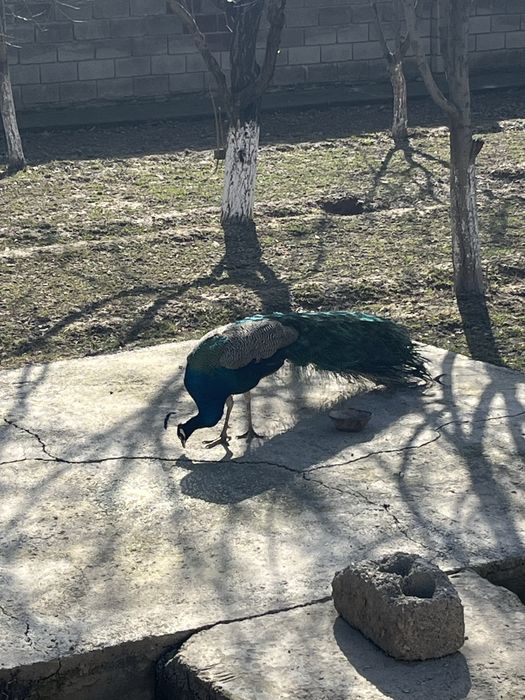 Павлин 4жылдық самец