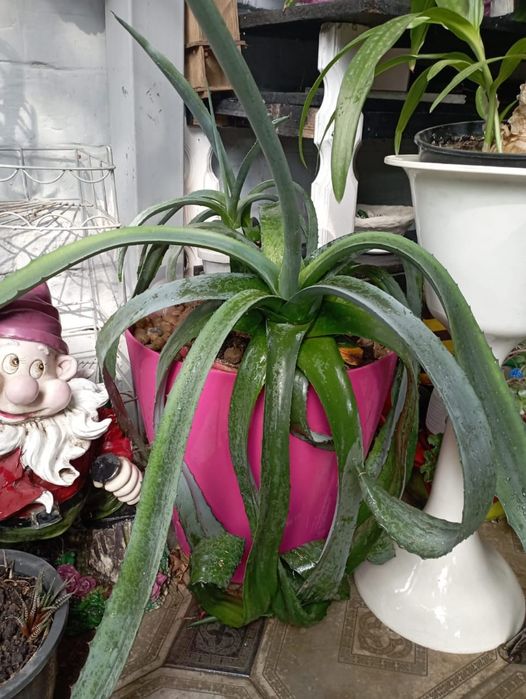 Продам цветок Агава