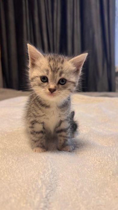 Вислоухие котята