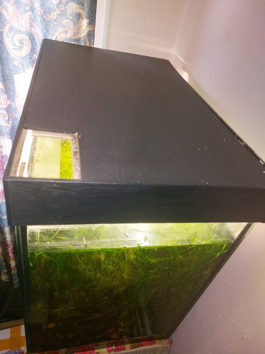 Аквариум   для  рыб