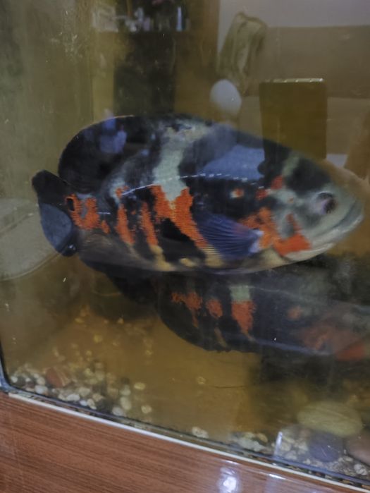 Авариумные рыбки