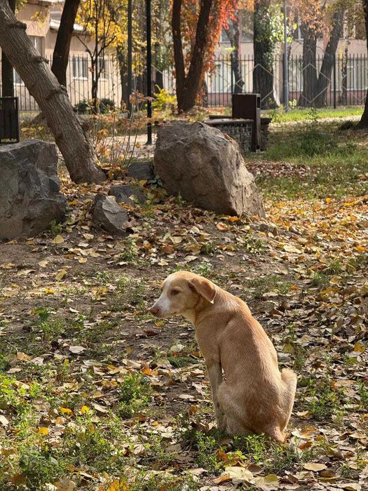 Щенок, метис лабрадора