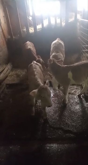 De vanzare 3 tauri si 1 vitea