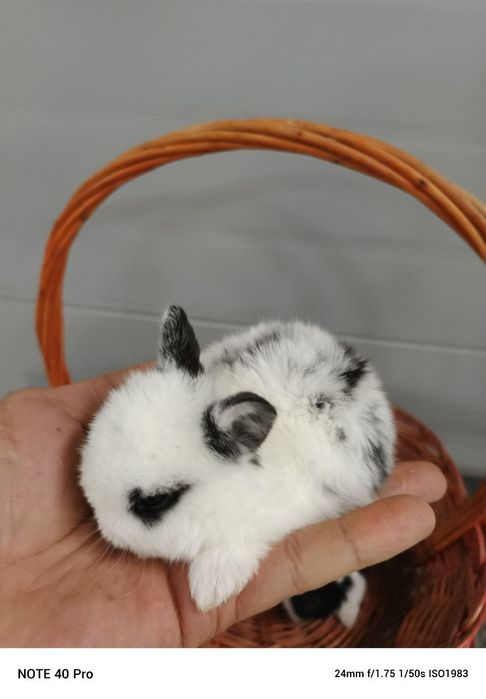 Кролики карликовые оптом