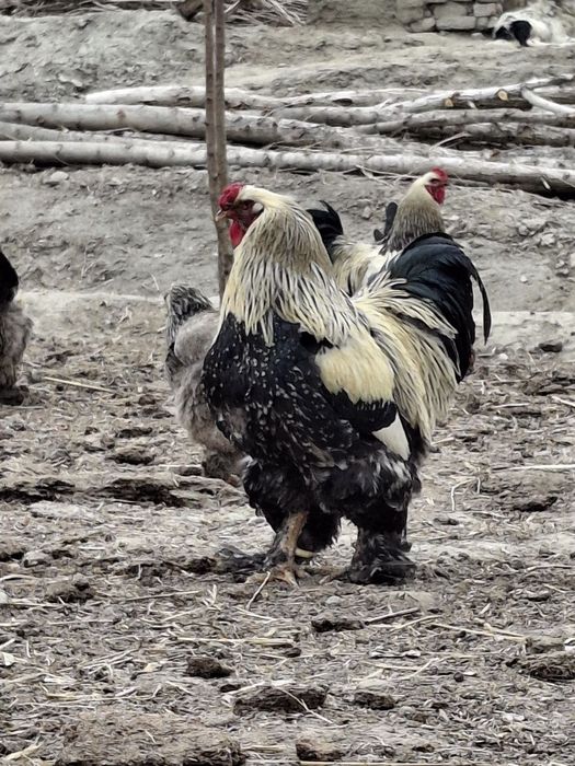 Брама хорозлар сотилади