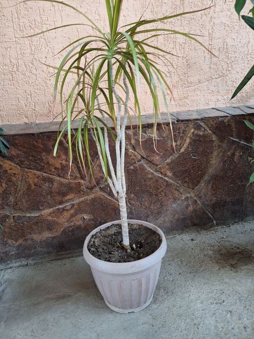 Комнатные цветы по 10