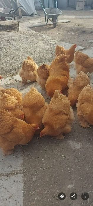 Ouă de incubație din Brahma  HD Brahma  Albastru Cochinchina Galben  Urias