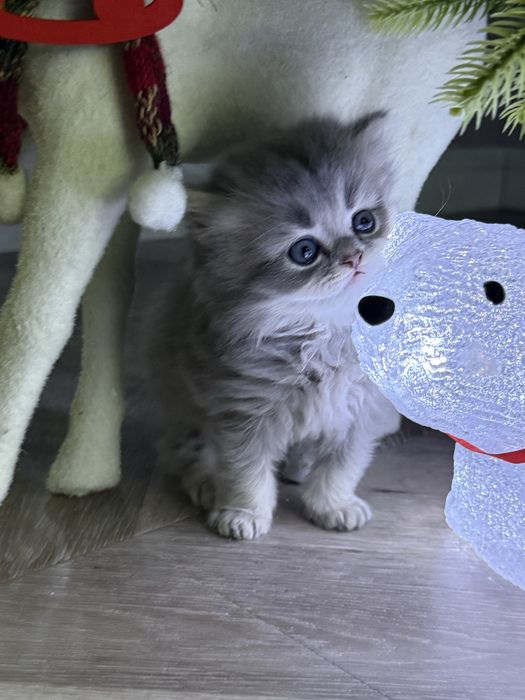 Котенок британский скотиш страйт длинношерстный