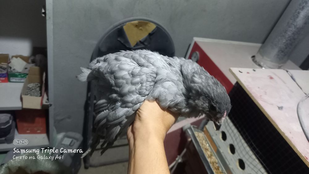 Амераукана балапандар