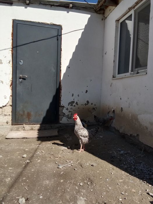 7 айлык атештер сатылады 4штук