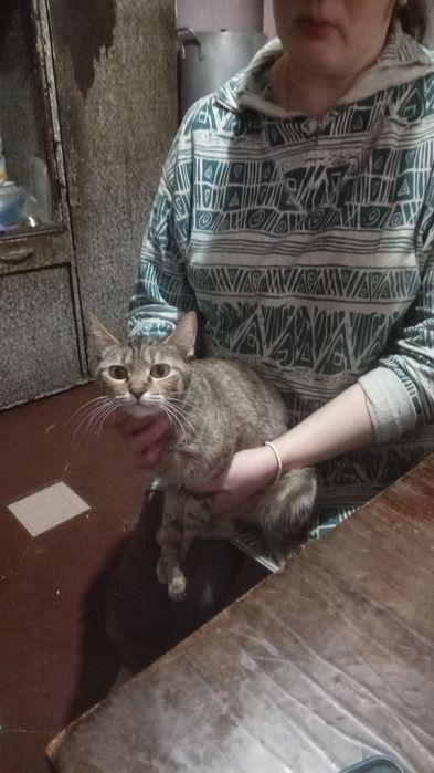 Отдам кошку в добрые руки
