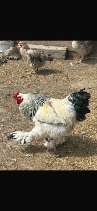 Продам петухов породы брама