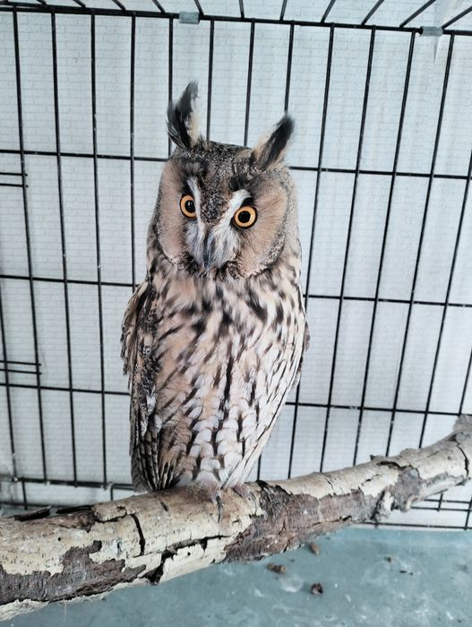 Ушастая Сова Самка продажа