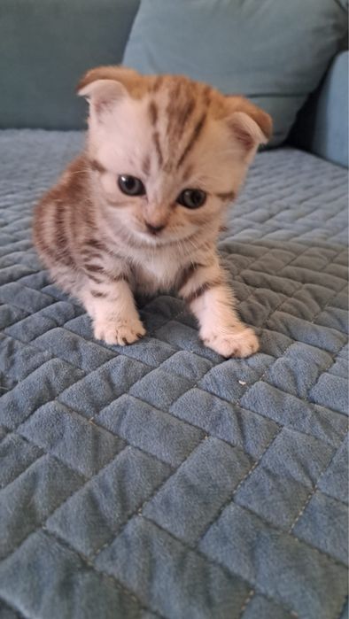 Продам котят скотиш фолт