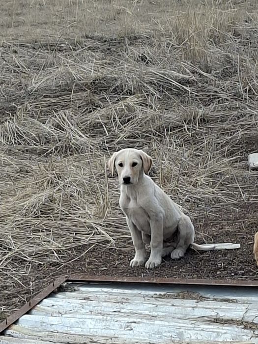 Отдам в хорошые руки