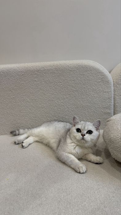 Котенок британская шиншилла