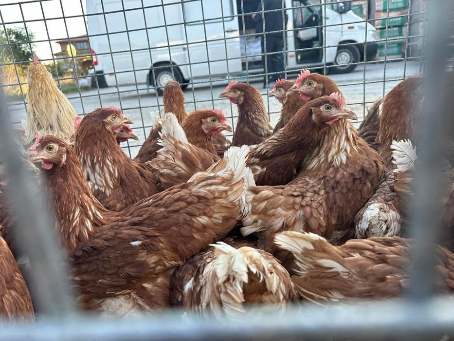 Носачки  Ломан Браун