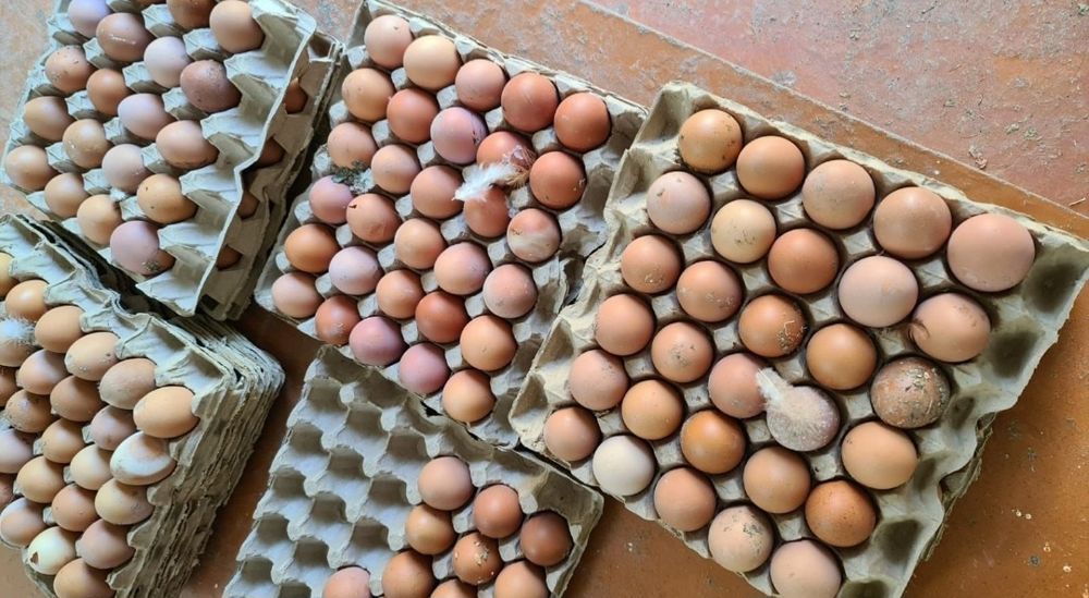 Куры кроссы Ломана Брауна