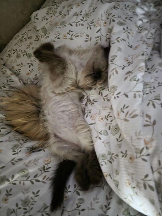 Отам в добрую  семью котенка