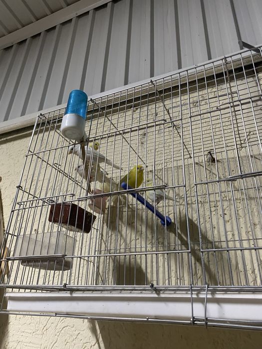 Канарейка самка самец любойы бар