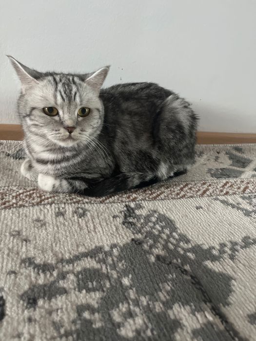 Кошка только в хорошие руки