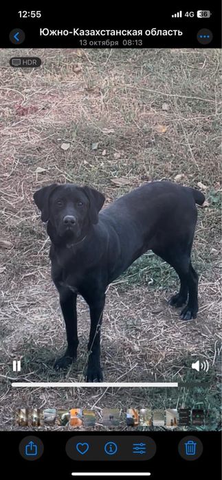 Охотничий собака