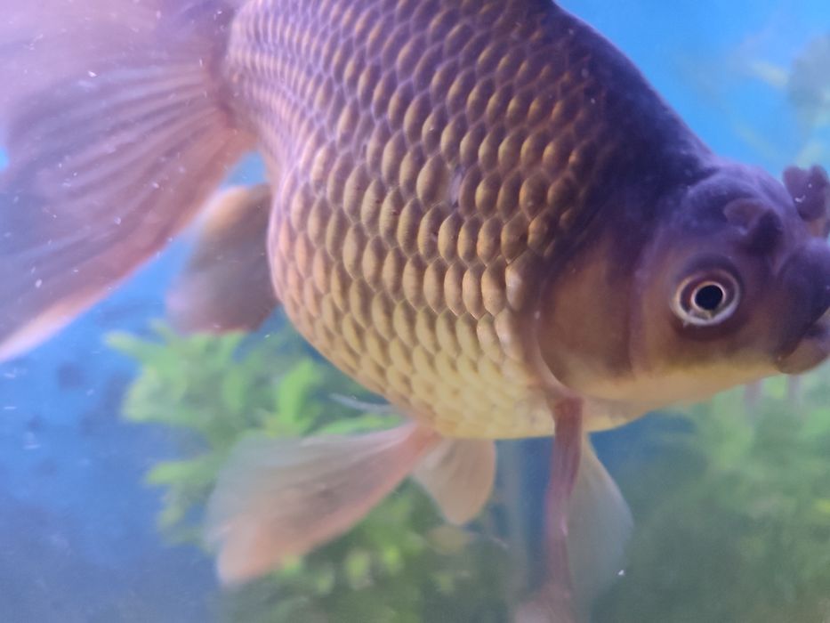 Рыбка Комета взрослая