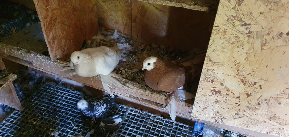 Голуби бойные разных мастей