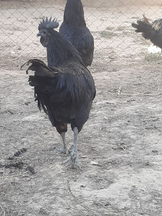 Uxayul qora xòrozlari
