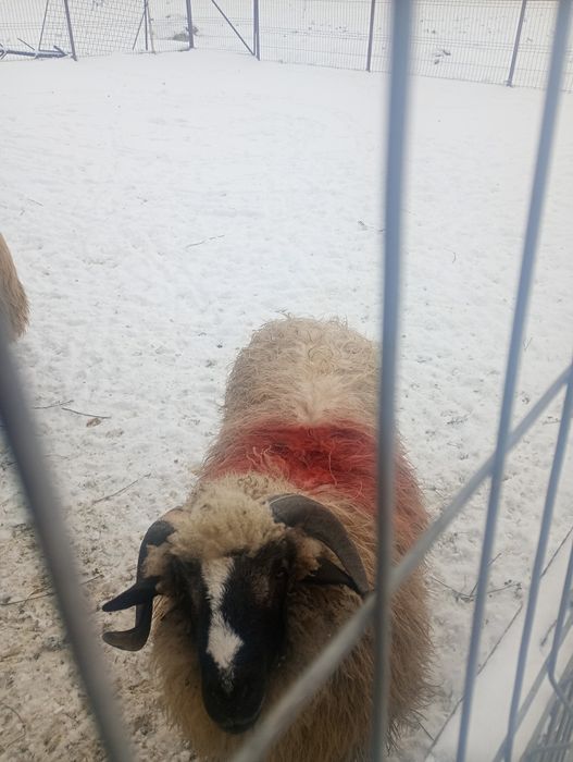 Berbec rasa pt reproductie