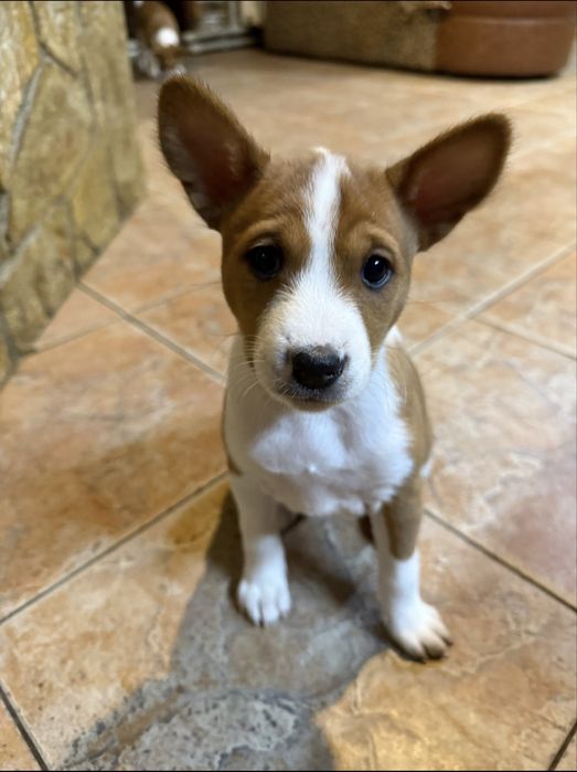 Кученца порода basenji