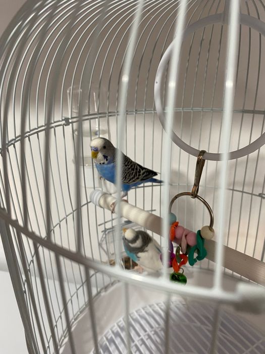 Продам попугаев пара