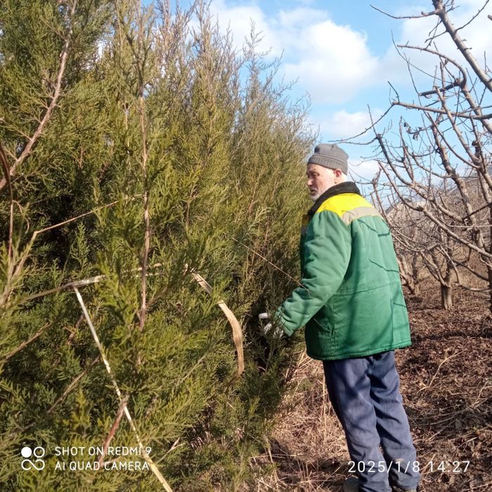 Можжевельник ,кирим ,вручина