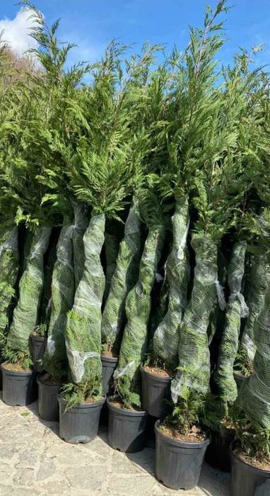 Leylandii chipaross 3,50 3,70