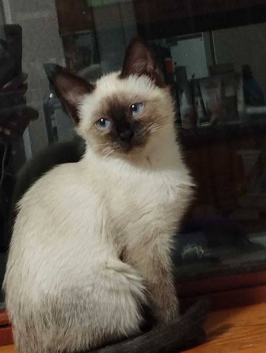 Отдам в добрые руки