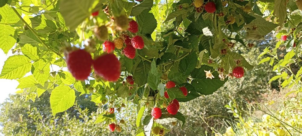 Саженцы малины ремонтантной